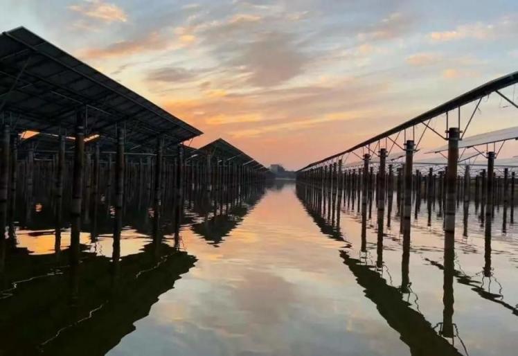 晶科能源組件助力中廣核漁光互補項目 建設(shè)崇明生態(tài)島推進(jìn)全球碳中和