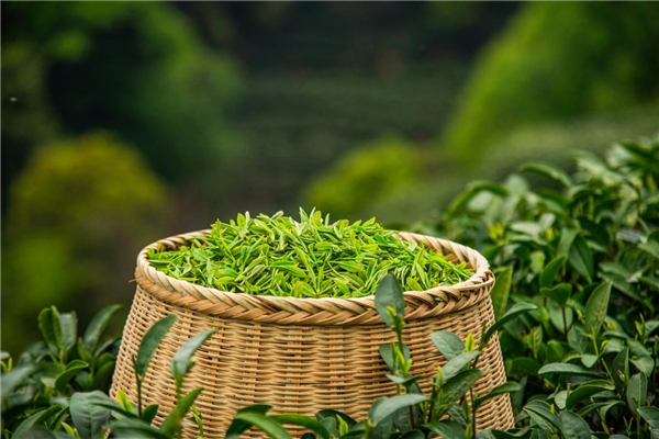 以茶為媒，優(yōu)音通信攜手西湖龍井助力中國(guó)茶葉文化高質(zhì)量發(fā)展