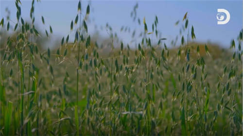 Discovery頻道走進(jìn)中國乳企，探秘中國奶粉未來力量