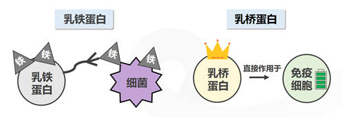 乳橋蛋白究竟是何物？為何火爆寶媽圈