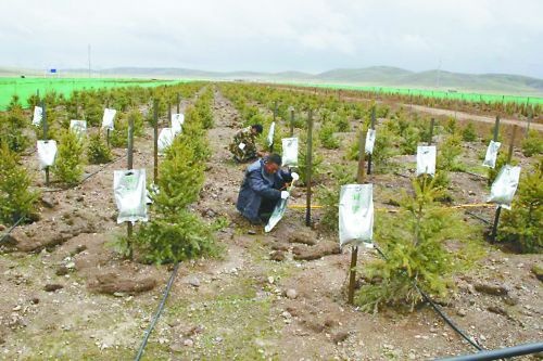 億利集團(tuán)從根本改善沙漠惡劣生態(tài)環(huán)境，讓不毛之地變?yōu)榫G色家園