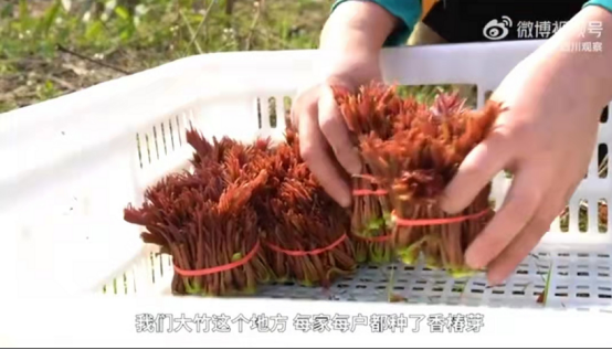 批量上市、口感最佳，叮咚買菜助用戶實(shí)現(xiàn)“香椿自由”