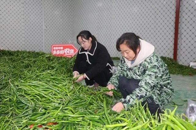 現(xiàn)摘現(xiàn)發(fā)是最適宜當(dāng)?shù)丨h(huán)境，也是保持辣椒口感最好的辦法.jpg