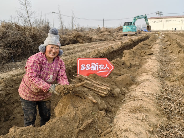 12月初，正值麻山藥采收季，新鮮的麻山藥將通過(guò)新電商平臺(tái)走進(jìn)千家萬(wàn)戶.jpg