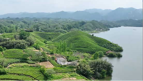 借力拼多多，信陽(yáng)毛尖飄香四方195.jpg