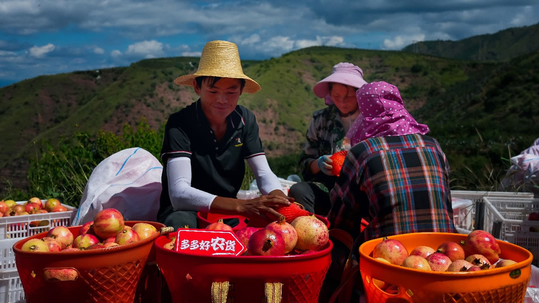 豐收節(jié)期間，拼多多通過助力會(huì)理石榴加快上行，促進(jìn)村民增收致富.jpg