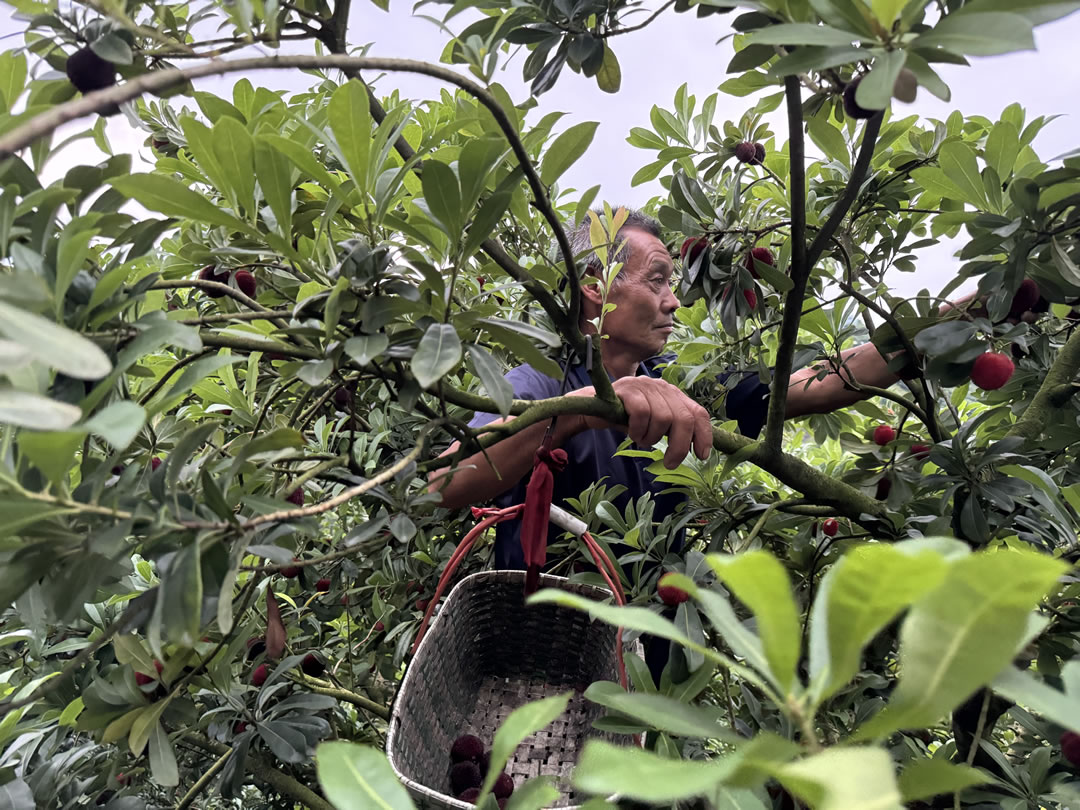 早晨五點(diǎn)，正在山上采摘楊梅的工人。劉浩 攝.jpg