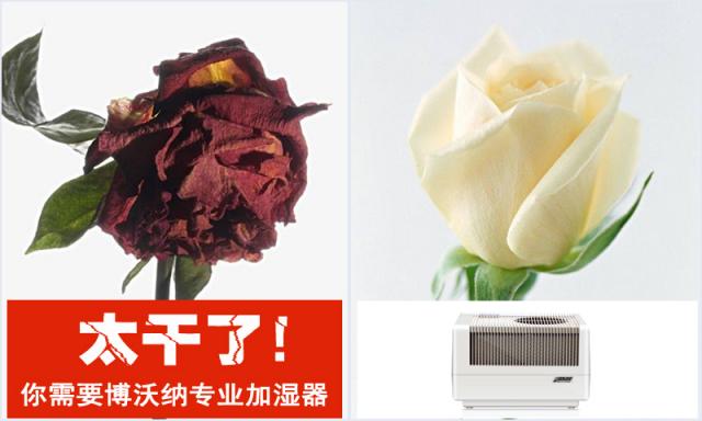 房間太干了，還能用什么加濕器？