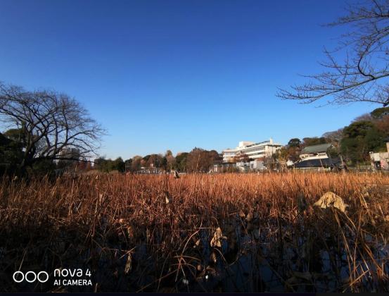 手機拍照不給力？華為nova 4用廣角鏡頭給你驚喜