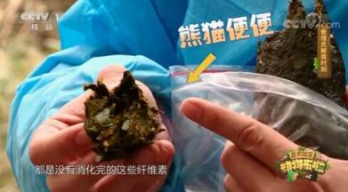 山丘用熊貓便便做紙巾 而且還是食品級！