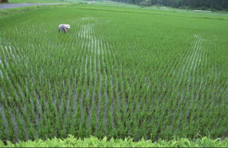 蘇寧315全民煥新節(jié)好米日，一起享受好米時節(jié)