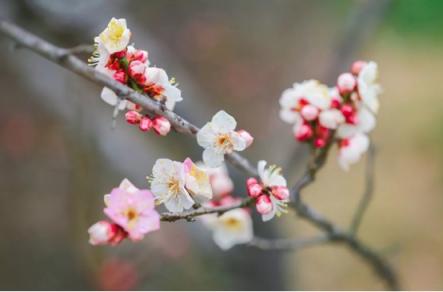 煙花三月，老司機(jī)教你最正確的踏春打開方式！