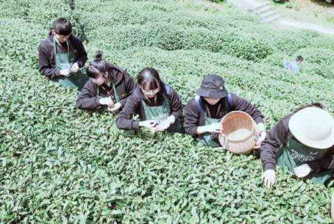 網(wǎng)易嚴選甄選家探訪西湖龍井 攜手優(yōu)質供應商傳播茶文化