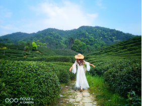不舍杭州4月天，同我一起躲進(jìn)春天的茶園