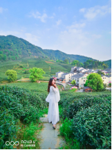 不舍杭州4月天，同我一起躲進(jìn)春天的茶園