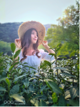 不舍杭州4月天，同我一起躲進(jìn)春天的茶園