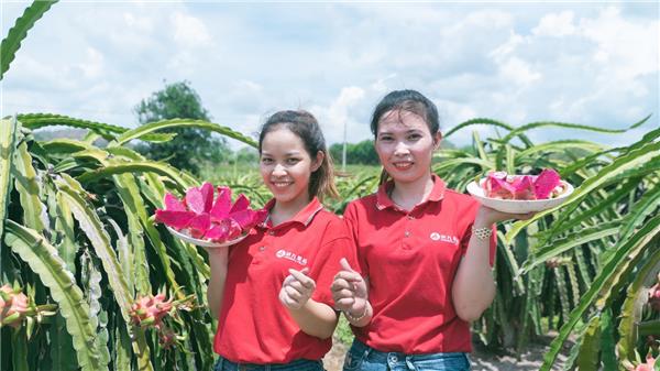 蘇寧快消再下一城，“包圓”越南3萬畝火龍果基地