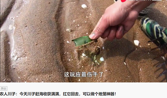 新農(nóng)人川子專拍趕海抓螃蟹，今日頭條粉絲206萬！獲“海鮮搓澡一哥”