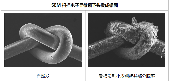 歷經(jīng)研究1600千米真人頭發(fā)，戴森頭發(fā)科學(xué)關(guān)懷你的發(fā)絲健康