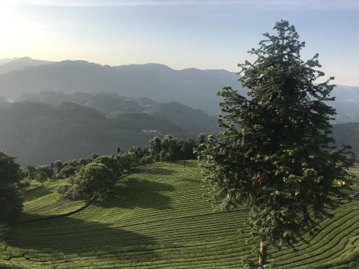古有中俄茶道，現(xiàn)有電商扶貧助力五峰茶葉走出大山