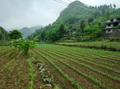 助力貧困縣變身，蘇寧拼購智慧零售賦能優(yōu)勢獲央黨媒點贊