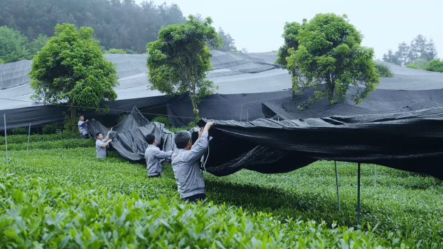 在中國(guó)，你喝到真抹茶的概率有多大？