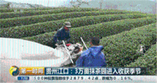 央視主流媒體再次聚焦歐標(biāo)抹茶
