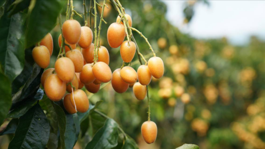 郁南無(wú)核黃皮：八旬母樹(shù)引客來(lái) 一大產(chǎn)業(yè)助發(fā)展
