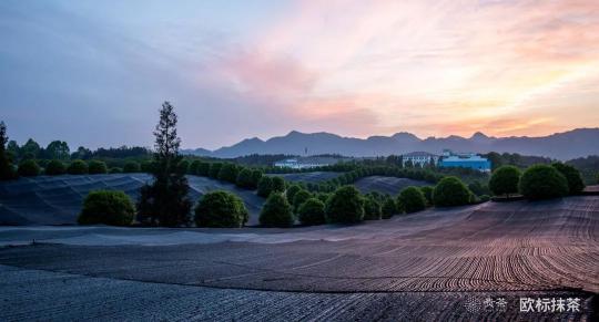 貴茶集團連續(xù)兩年參加中國國際焙烤展，歐標(biāo)抹茶大放異彩