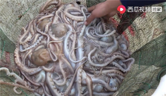 惹河豚生氣、遭八爪魚噴墨，趕海人在西瓜視頻上演現(xiàn)實(shí)版“老人與海”