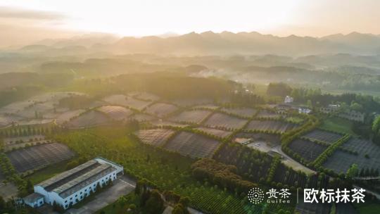 從小眾到主流，打造抹茶超級IP