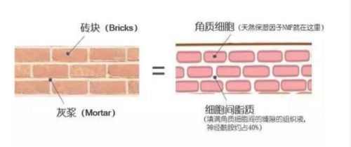 如果變成敏感肌了還能恢復(fù)嗎？敏感肌如何修復(fù)肌膚屏障擺脫紅腫干癢？