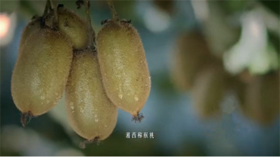 “95后”湘西少年返鄉(xiāng)助脫貧：搭上蘇寧拼購快車，做甜美事業(yè)