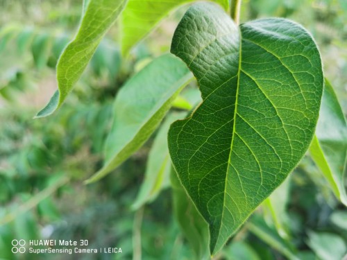 硬派實(shí)力 深耕智慧影像 華為Mate30上手評(píng)測(cè)