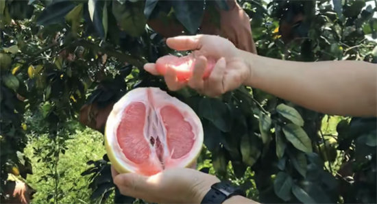 蘇寧拼購護(hù)航琯溪蜜柚上行：不止拼價(jià)格，更要拼品質(zhì)！