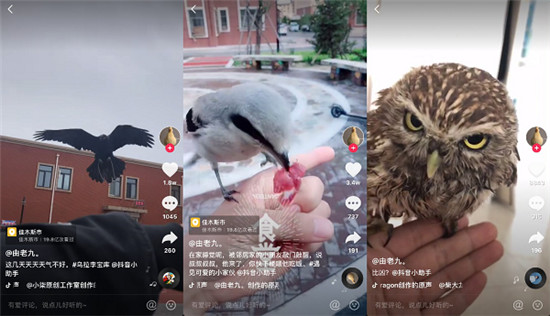 唐老鴨本鴨！東北小伙養(yǎng)寵物鴨獲贊3000萬走紅抖音