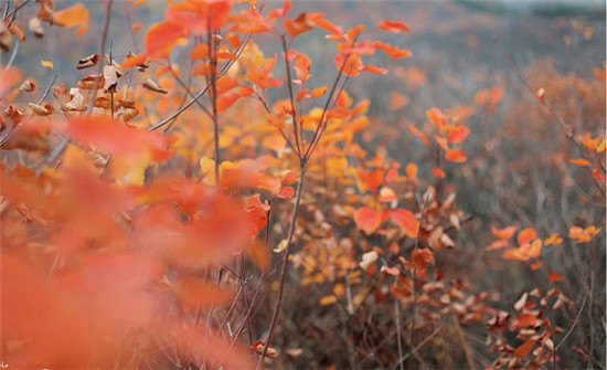 精明“錯峰游”看這里!賞最美紅葉，住風情民宿，每一處都是仙境!