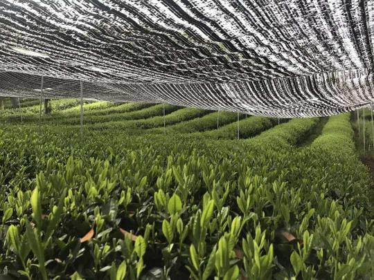 玉露、煎茶、抹茶、歐標(biāo)抹茶這幾者區(qū)別和聯(lián)系
