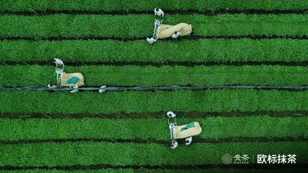 貴茶歐標(biāo)抹茶，天時(shí)地利人和的選擇