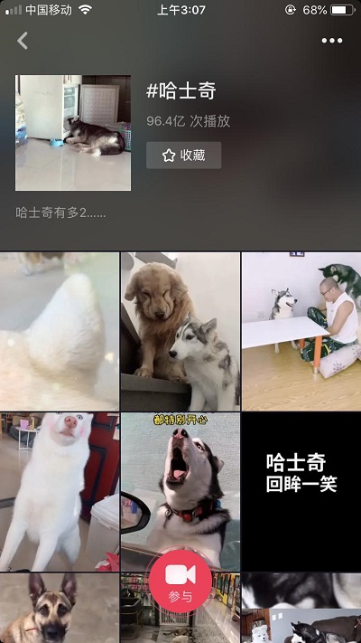 抖音發(fā)布2019數(shù)據(jù)報(bào)告 最受歡迎的萌寵是哈士奇和貍花貓