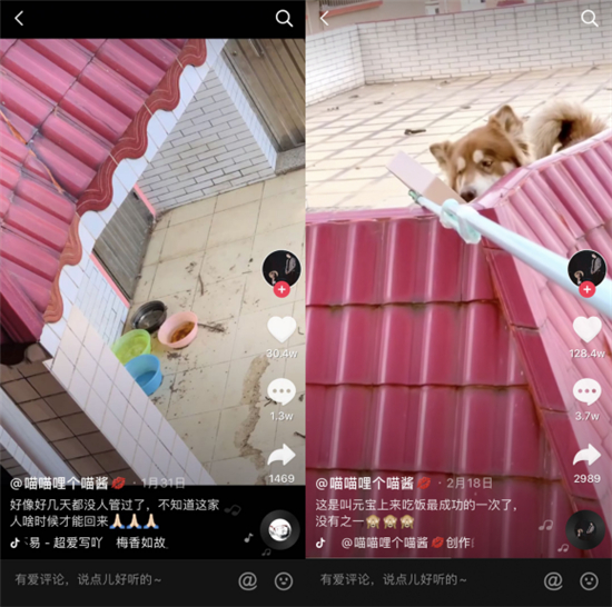 抖音1500萬贊！主人疫情封路不能回家，女孩“隔空投喂”暖心救助狗狗