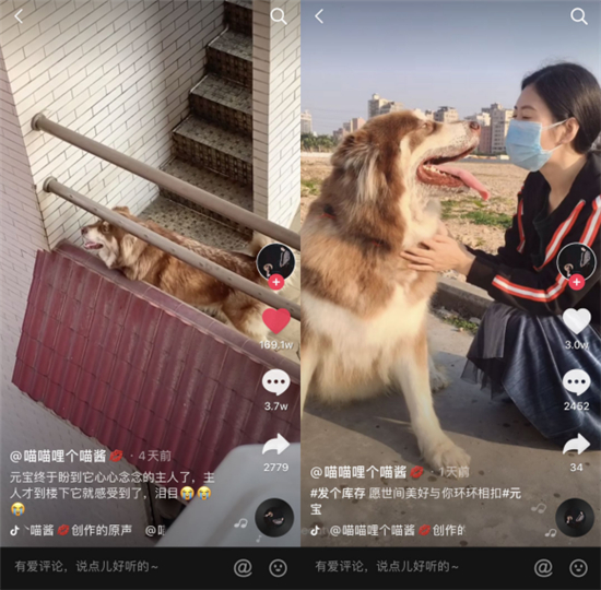 抖音1500萬贊！主人疫情封路不能回家，女孩“隔空投喂”暖心救助狗狗