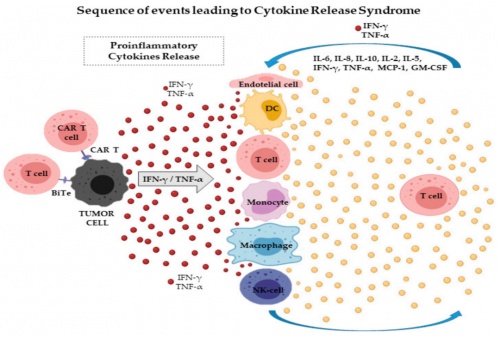 ACROBiosystems百普賽斯抗體矩陣再添新IFN-γ，助力加速生物藥研發(fā)上市進(jìn)程