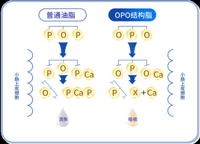 OPO在奶粉中的作用與功效有哪些？精準(zhǔn)科普助力選奶
