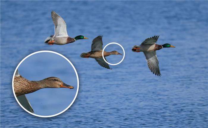 佳能EOS R5 Mark II鳥眼動(dòng)態(tài)追蹤天花板