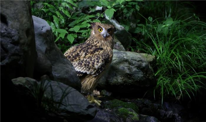 佳能EOS R5 Mark II鳥眼動(dòng)態(tài)追蹤天花板