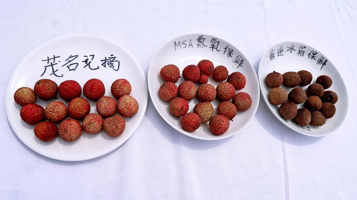 從“妃子笑”到“用戶笑”：卡薩帝冰箱挑戰(zhàn)荔枝7天鮮成功